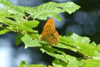 Argynnis paphia