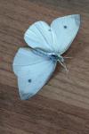Pieris rapae