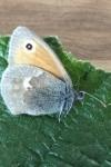 Coenonympha pamphilus