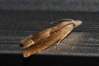 Eucosma conterminana
