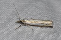Crambus pascuella