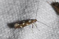 Calybites phasianipennella