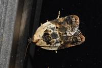 Acleris variegana