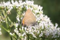 Satyrium w-album