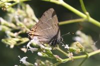 Satyrium w-album