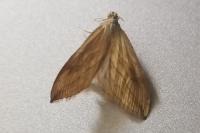 Evergestis forficalis