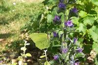Gonepteryx rhamni