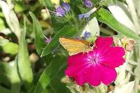 Thymelicus sylvestris