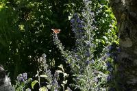 Aglais io