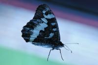 Brintesia circe