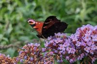 Aglais io