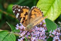 Vanessa cardui