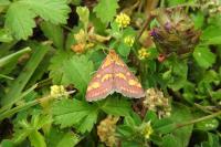 Pyrausta purpuralis