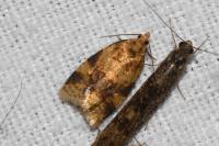 Epagoge grotiana