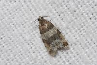 Isotrias rectifasciana