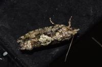 Zeiraphera isertana