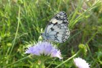 Melanargia galathea