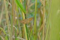 Idaea ochrata