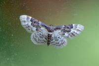 Idaea rusticata