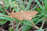 Idaea ochrata