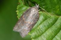 Acleris sparsana