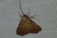 Endotricha flammealis