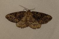 Cleorodes lichenaria