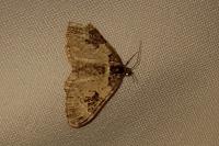 Xanthorhoe fluctuata