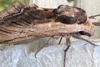 Sphinx ligustri