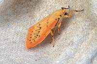 Miltochrista miniata