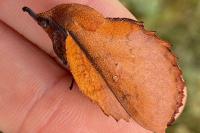 Gastropacha quercifolia