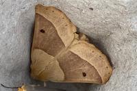 Crocallis elinguaria