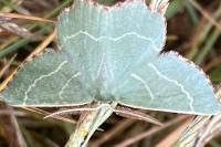 Thalera fimbrialis