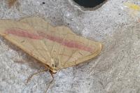Rhodostrophia vibicaria
