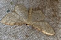 Idaea fuscovenosa