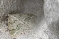 Pseudoterpna pruinata