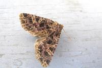 Sideridis rivularis