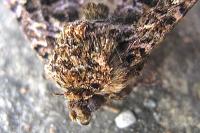 Sideridis rivularis