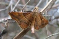 Endotricha flammealis