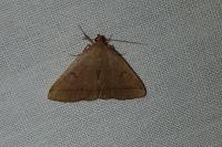 Herminia tarsipennalis