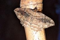 Philereme transversata