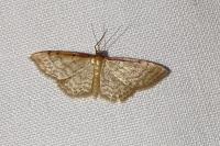 Idaea humiliata