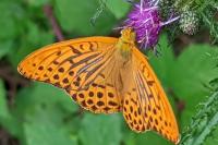 Argynnis paphia