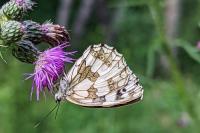 Melanargia galathea