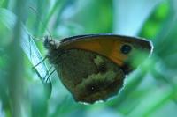 Pyronia tithonus