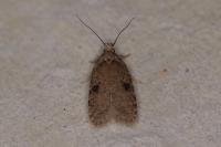 Agonopterix propinquella