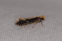Monopis crocicapitella/obviella