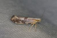 Argyresthia spinosella