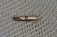 Argyresthia spinosella