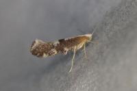 Argyresthia spinosella